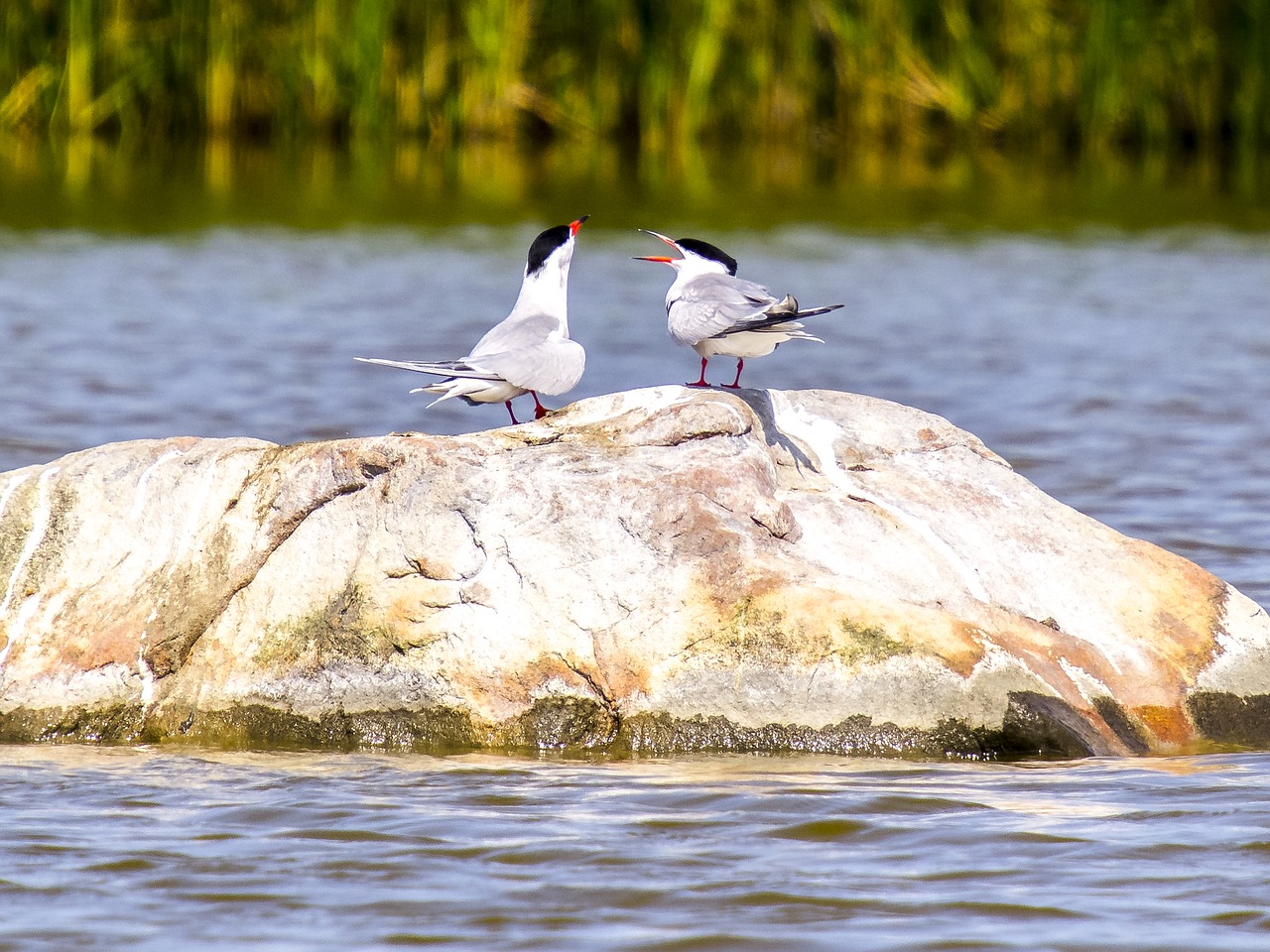 river tern tern bird free photo