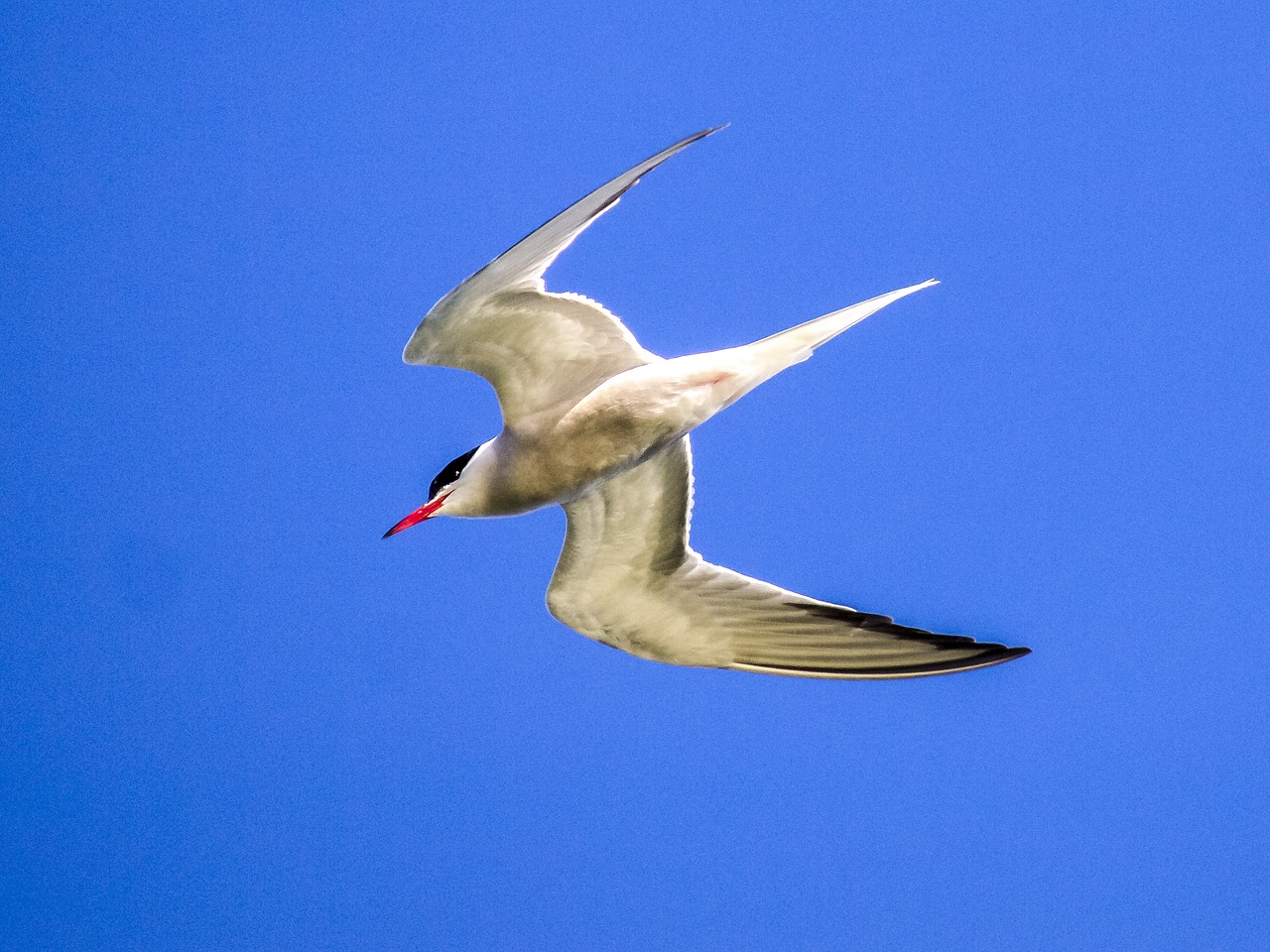river tern schwalbe bird free photo