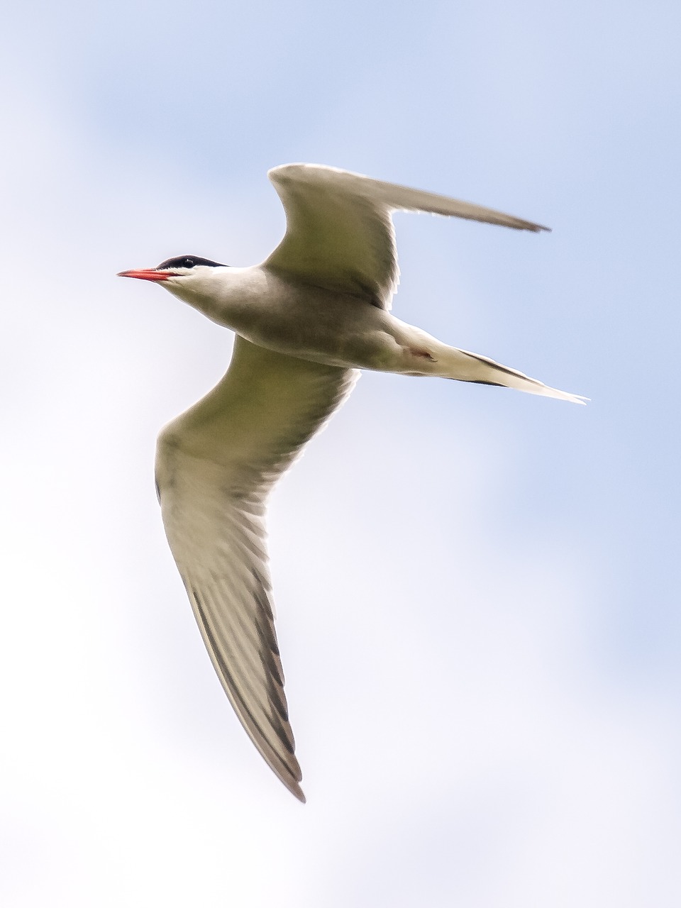 river tern tern bird free photo