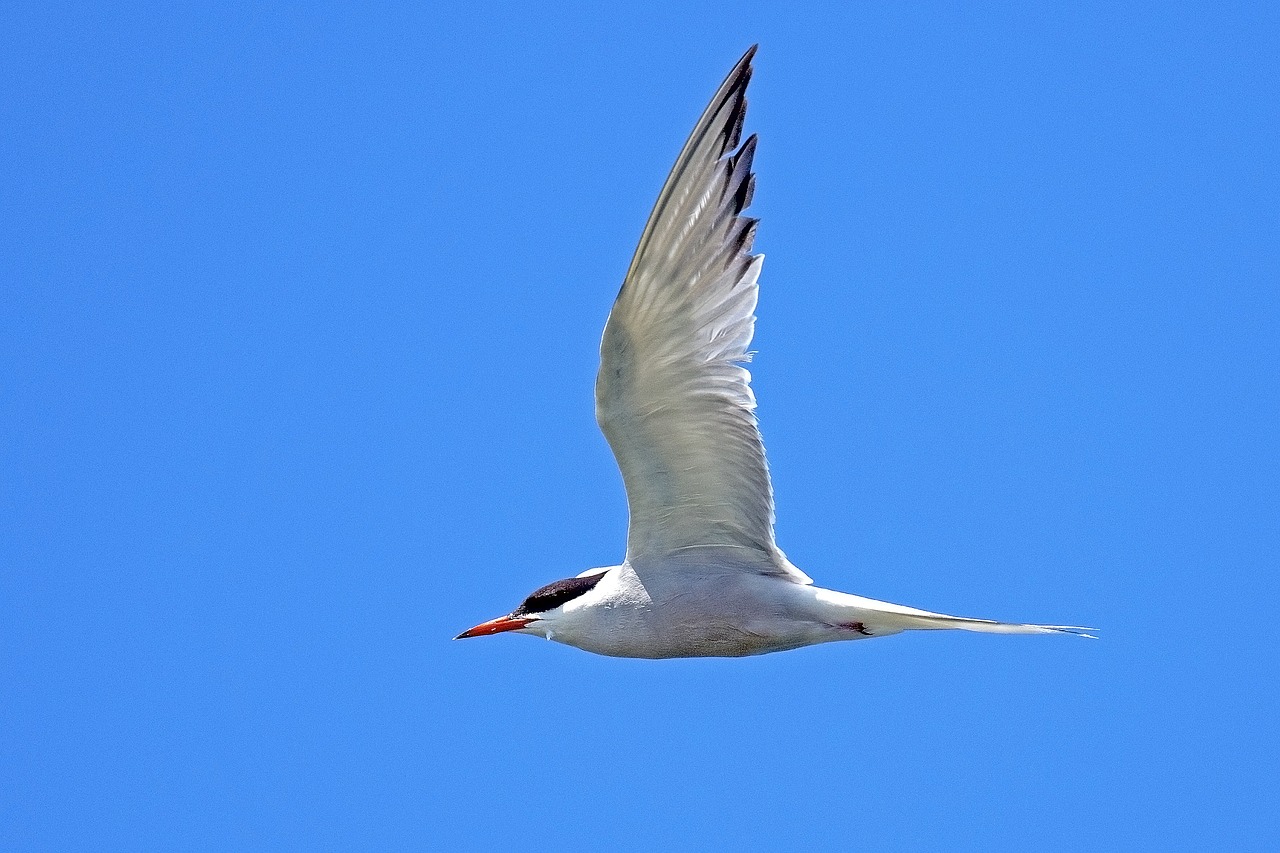 river tern tern birds free photo