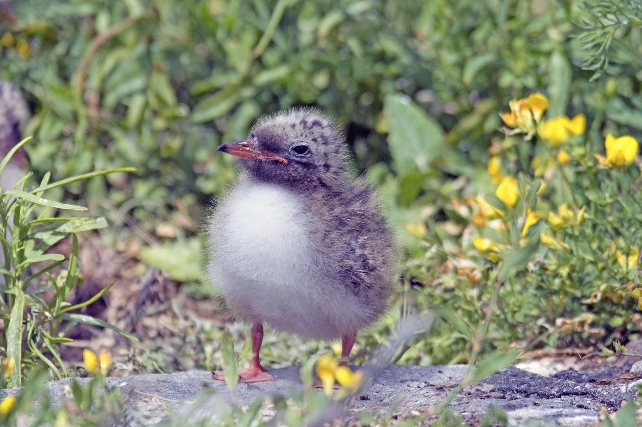 river tern chick of river tern young bird common tern free photo