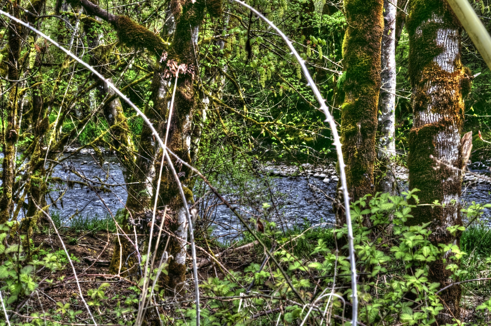 forest oregon river free photo