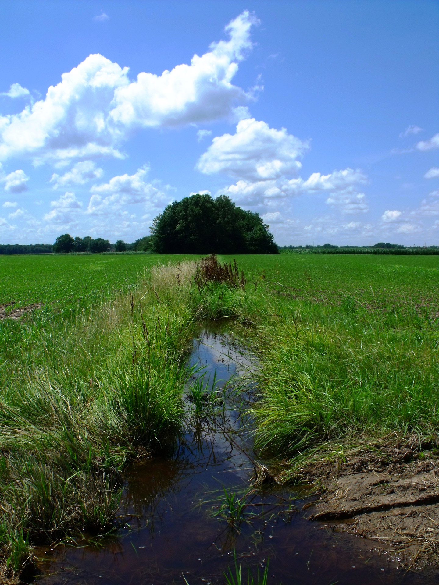 river tree sky free photo