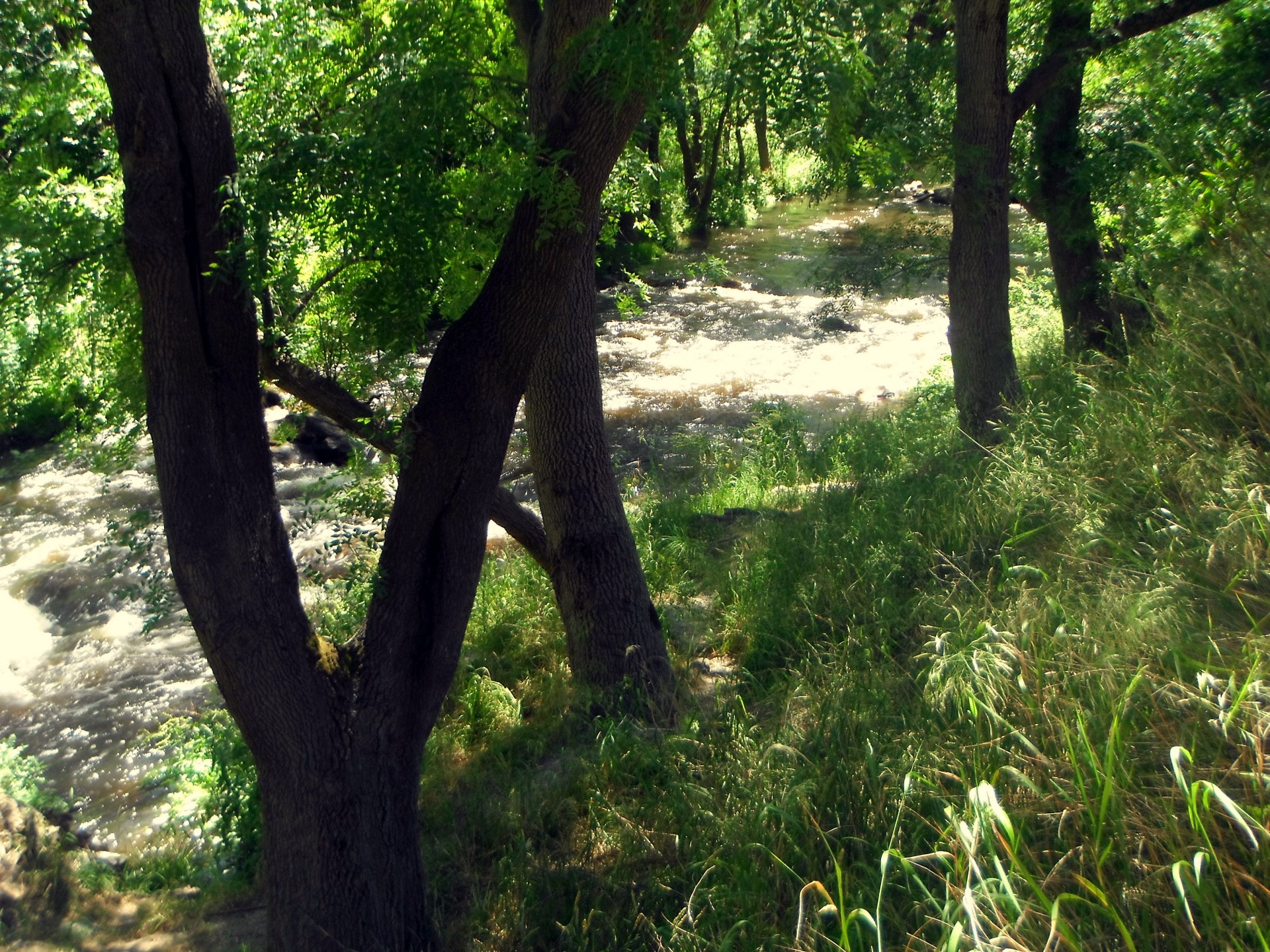 river water flow trees free photo