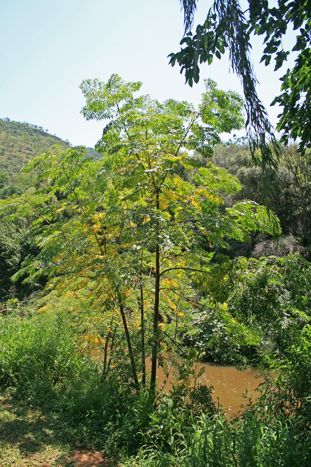 riverbank trees green free photo