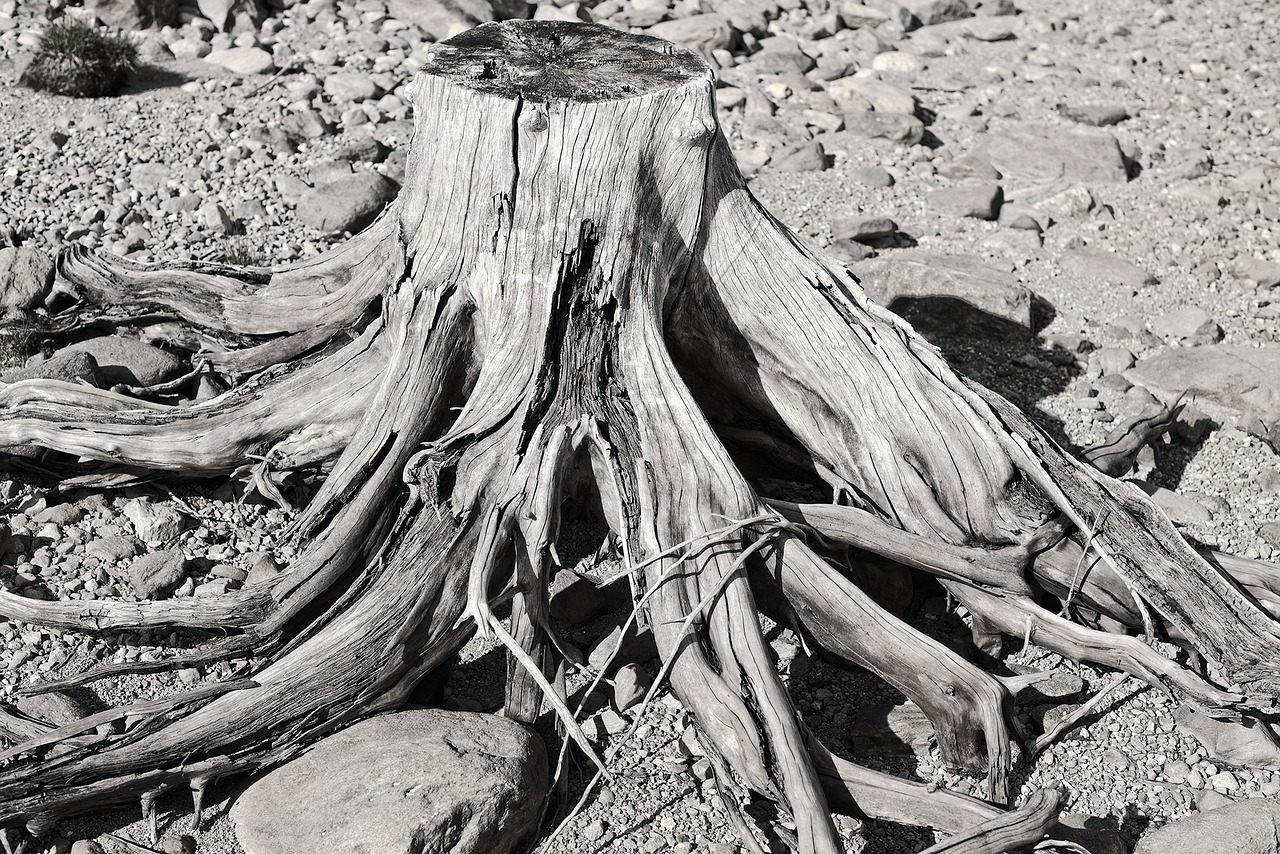 riverbank trees wood free photo