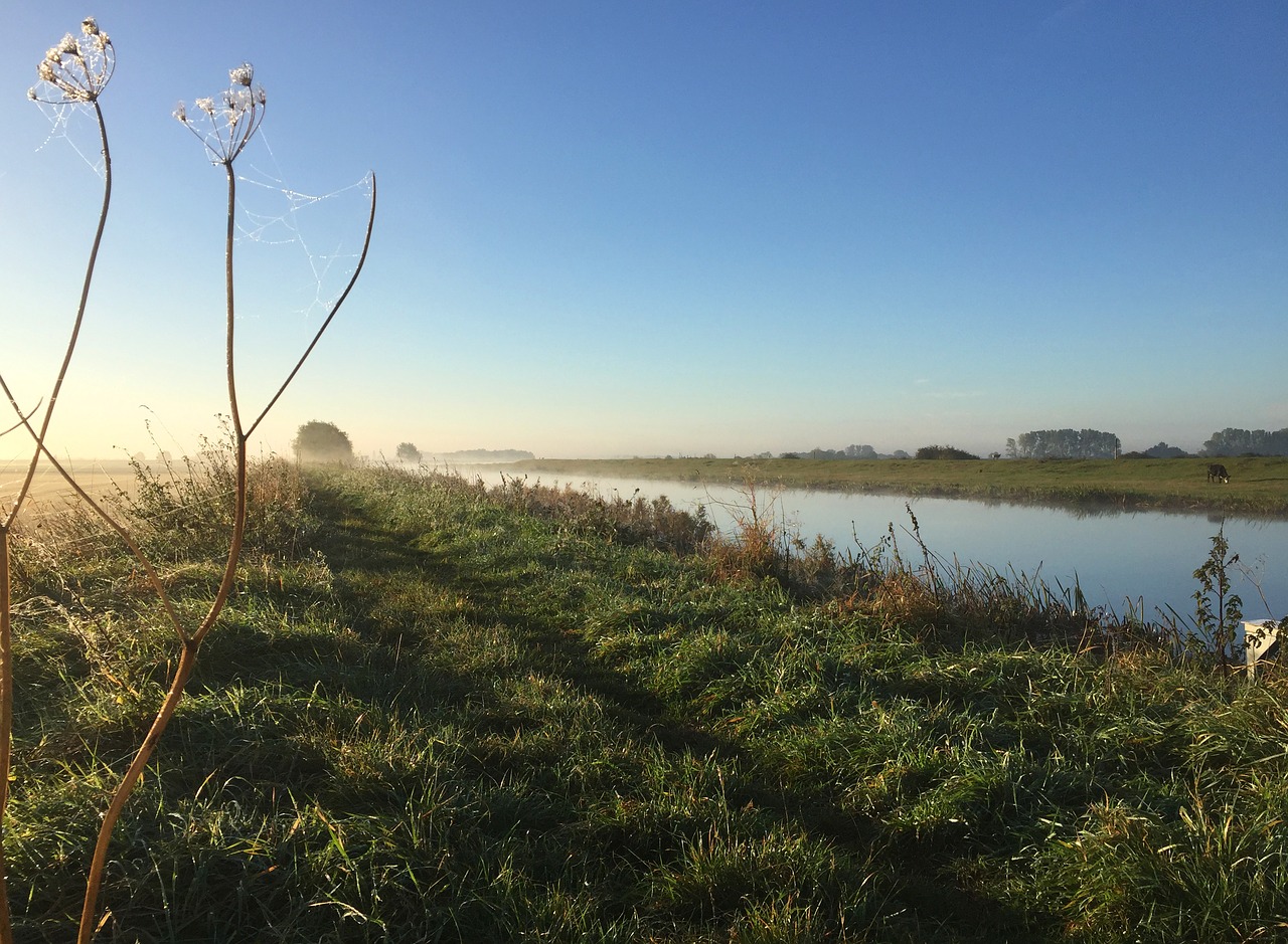 riverbank  misty  path free photo