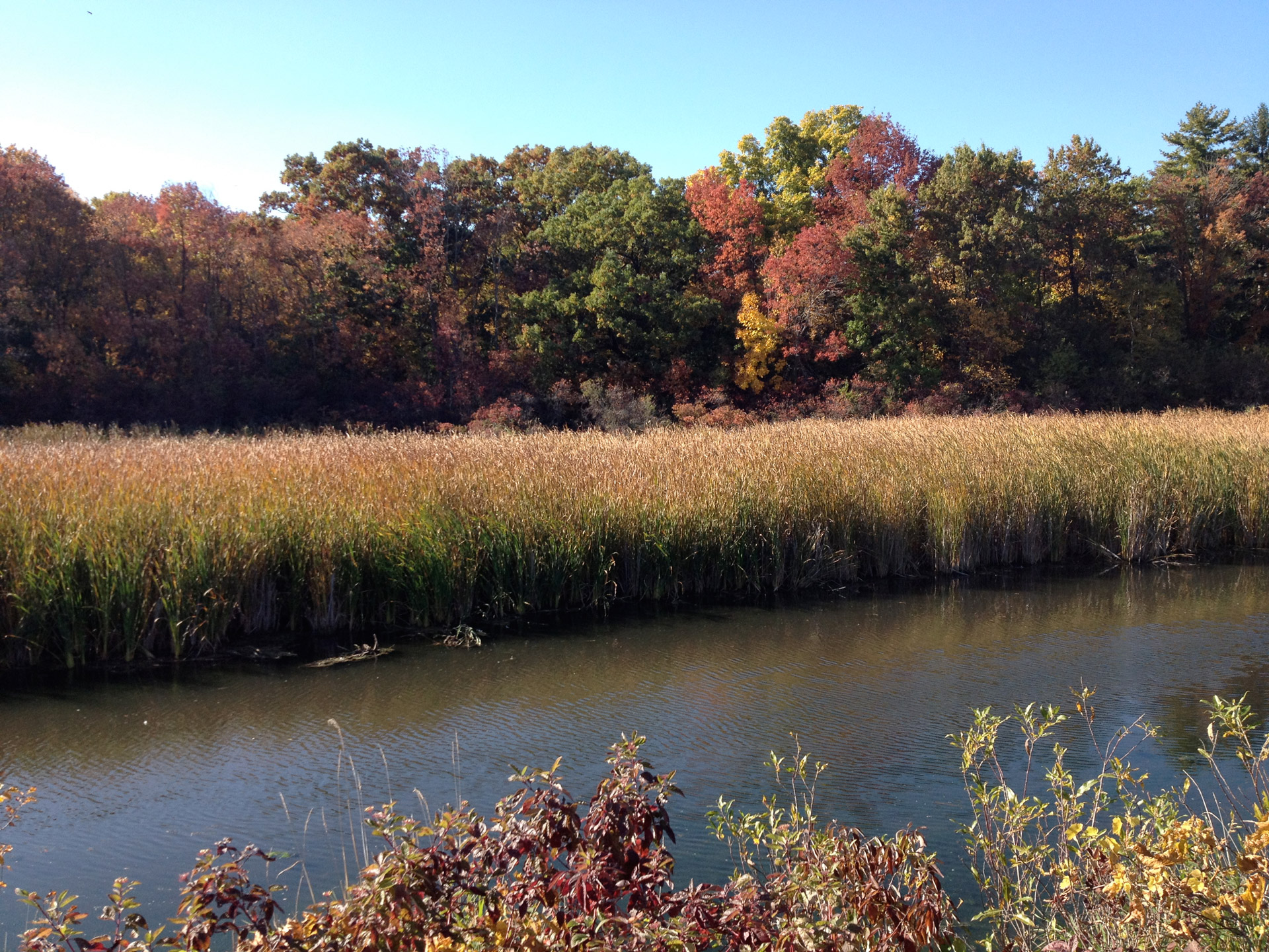 river riverbank fall colors free photo