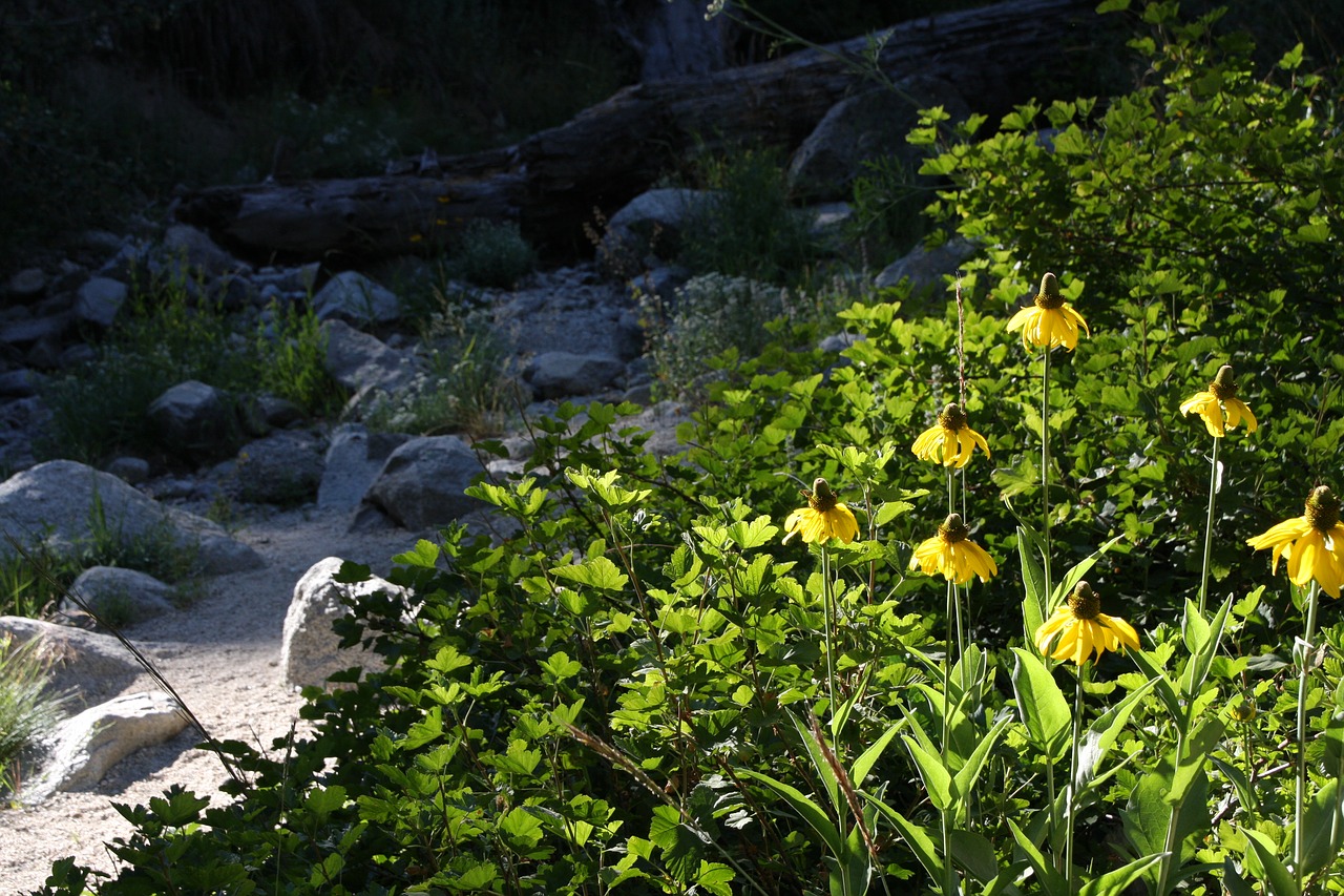 riverbed  flowers  forest free photo