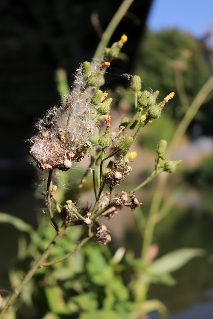 riverside  plant  flora free photo