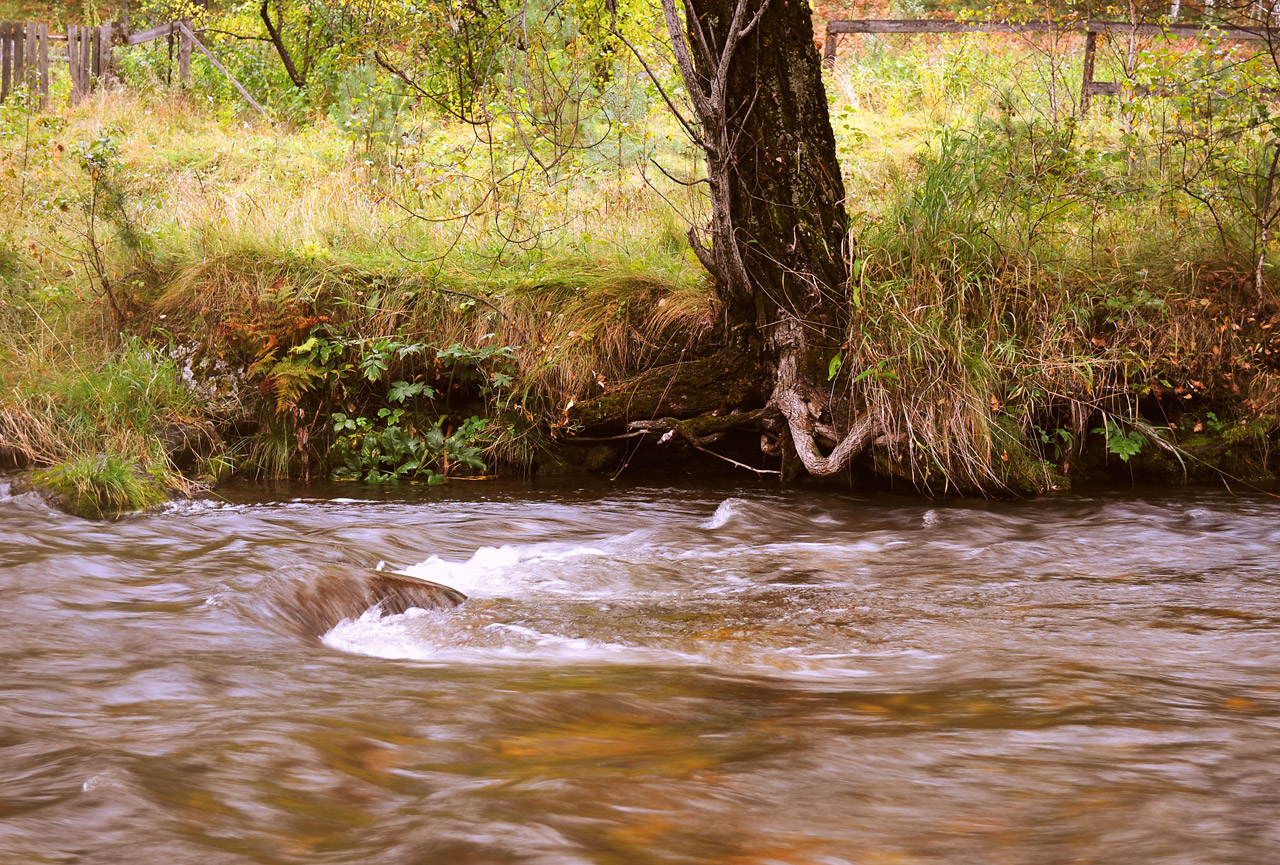 river grass beach free photo