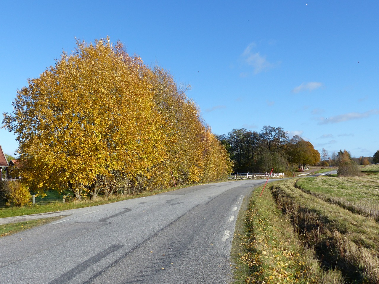 road nature tree free photo