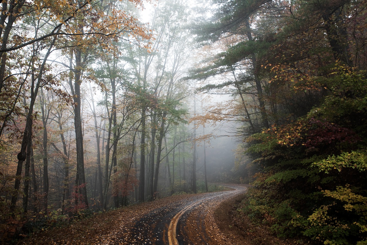 road woods forest free photo