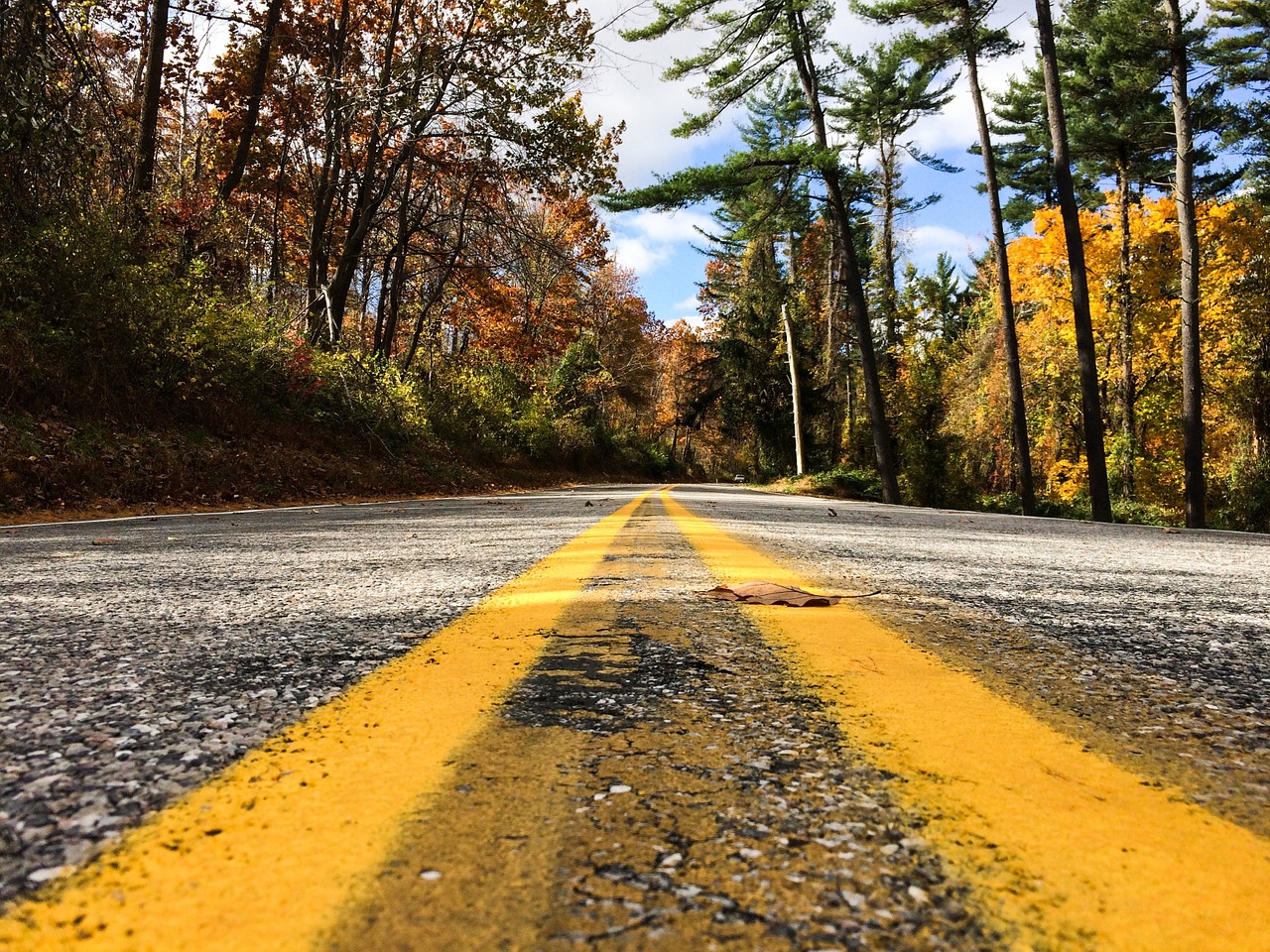 road asphalt trees free photo