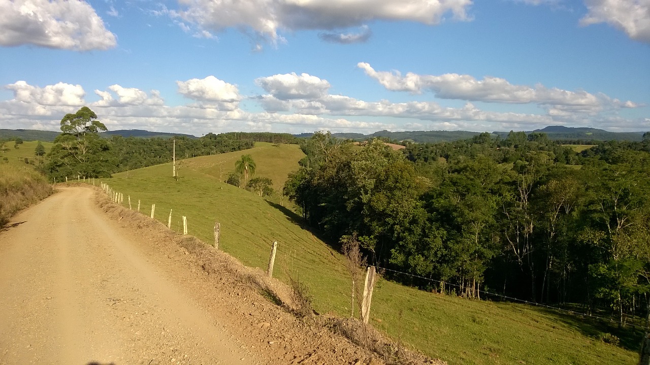 road field forest free photo