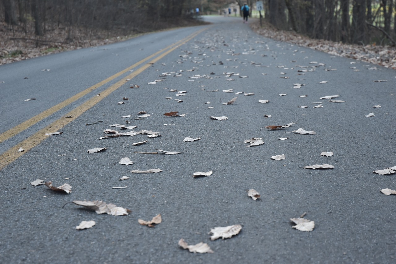 road fall forest free photo