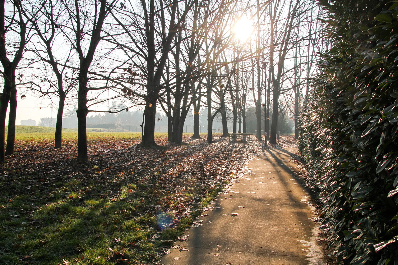 road winter trees free photo