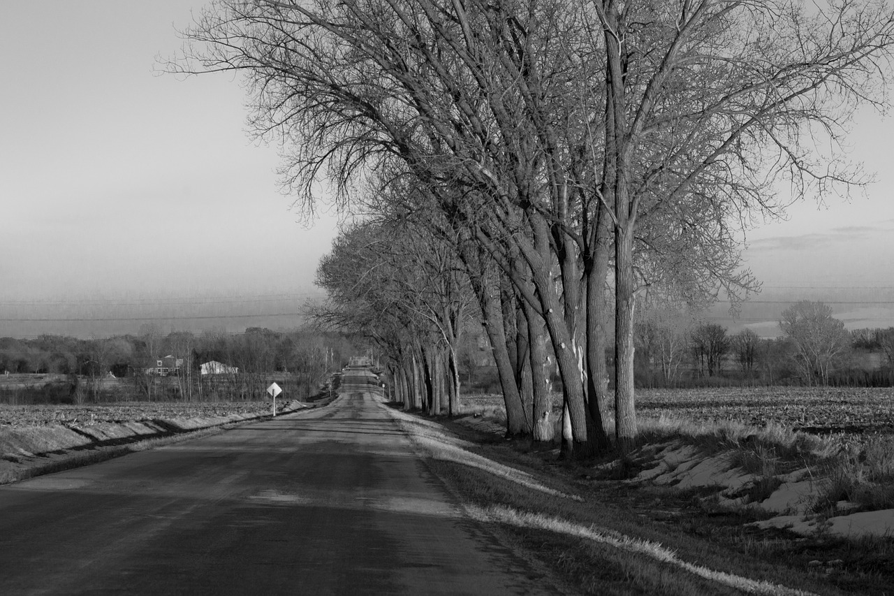 road trees roadside free photo