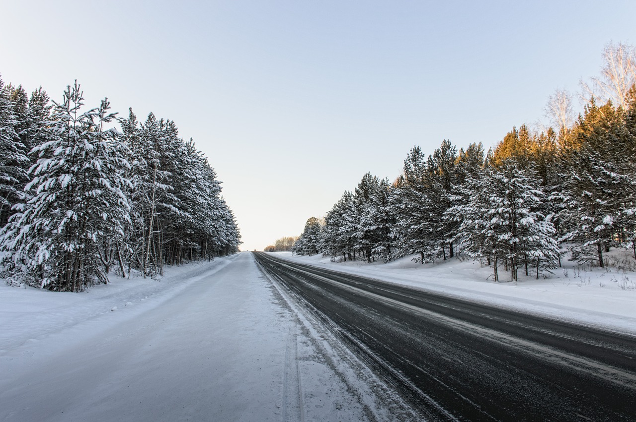 road forest pine free photo