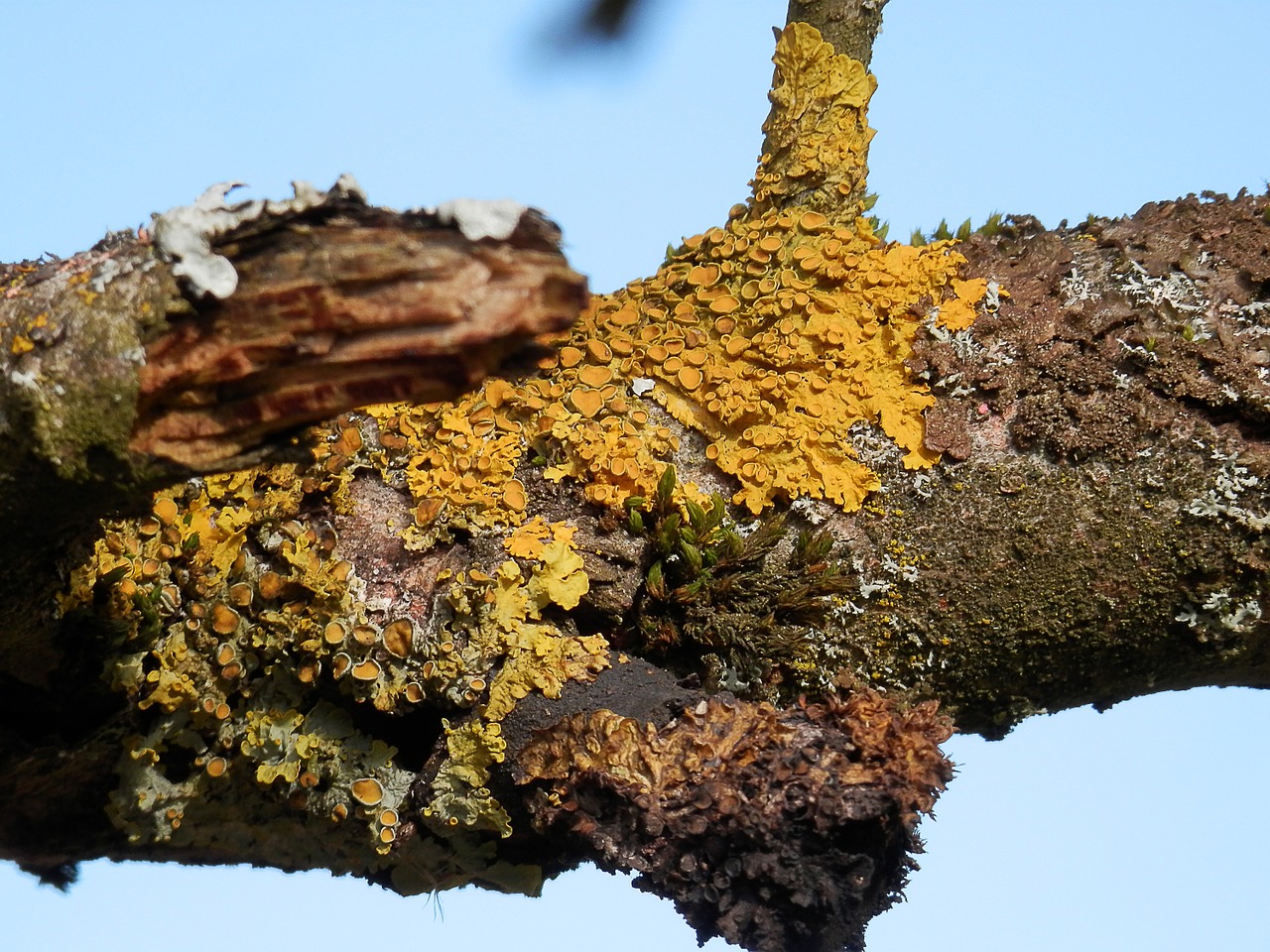 branch nature lichen free photo