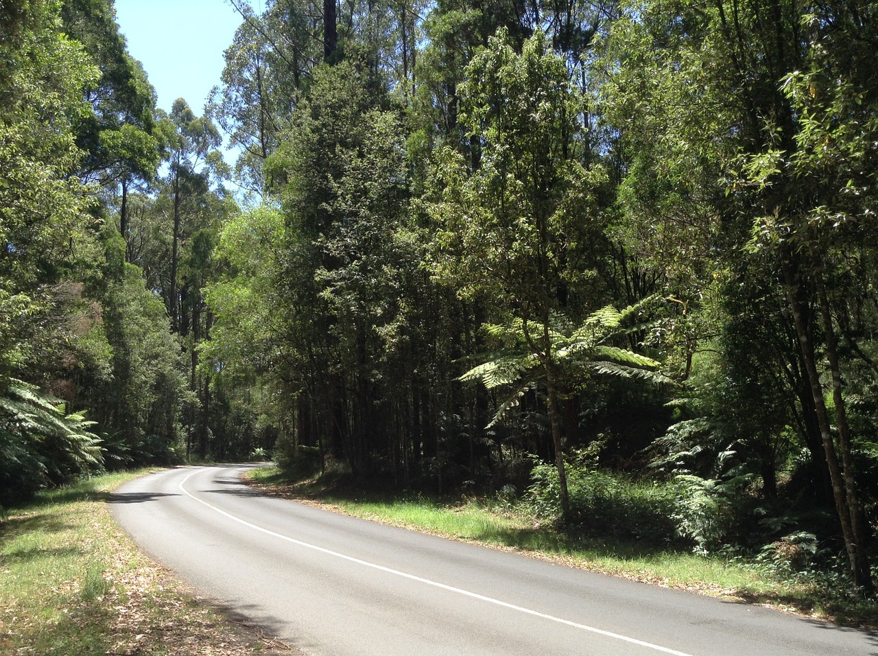 road forest australia free photo