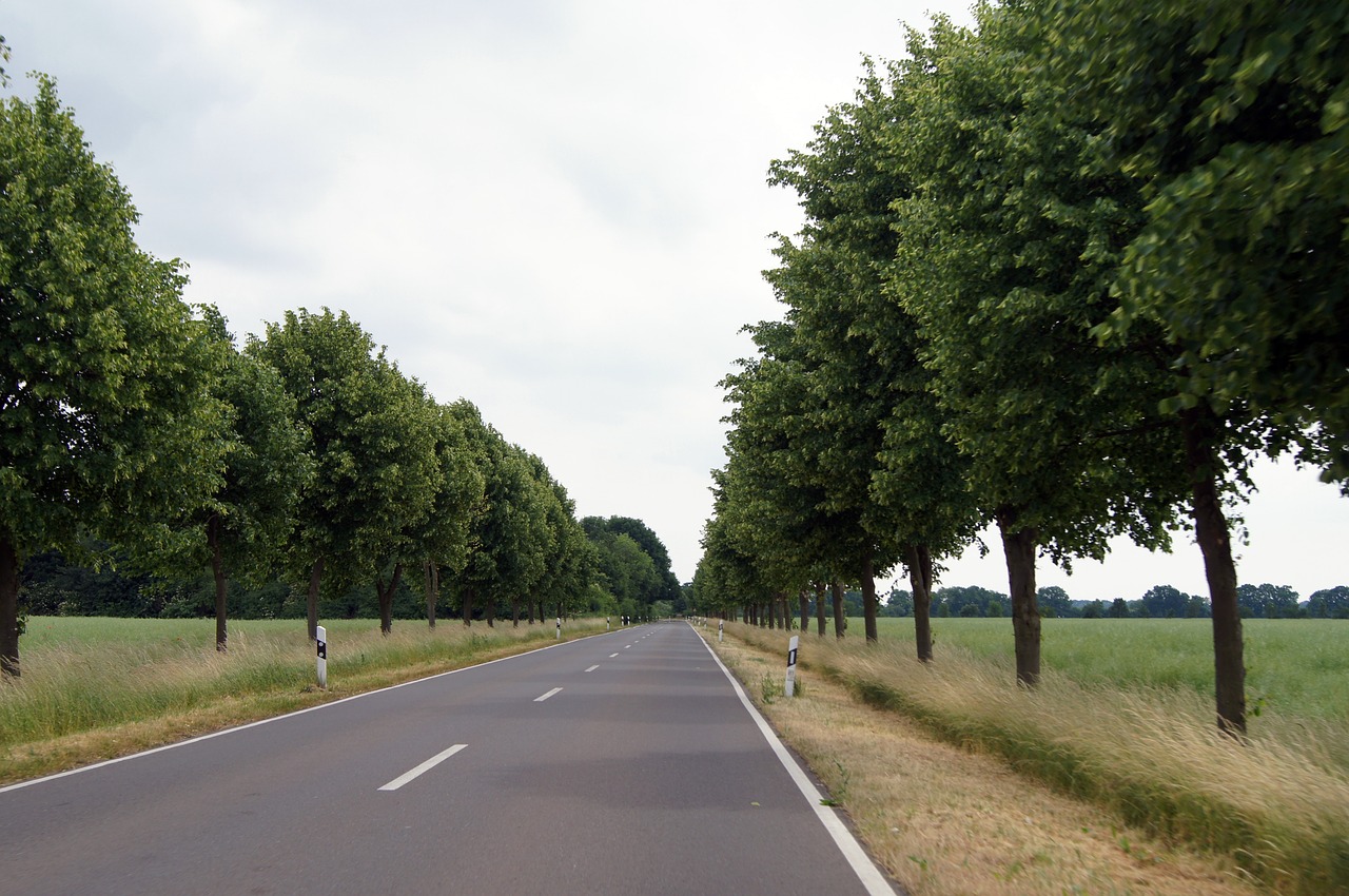 road avenue trees free photo