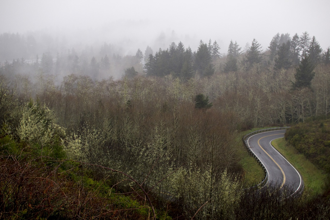 road fog forest free photo