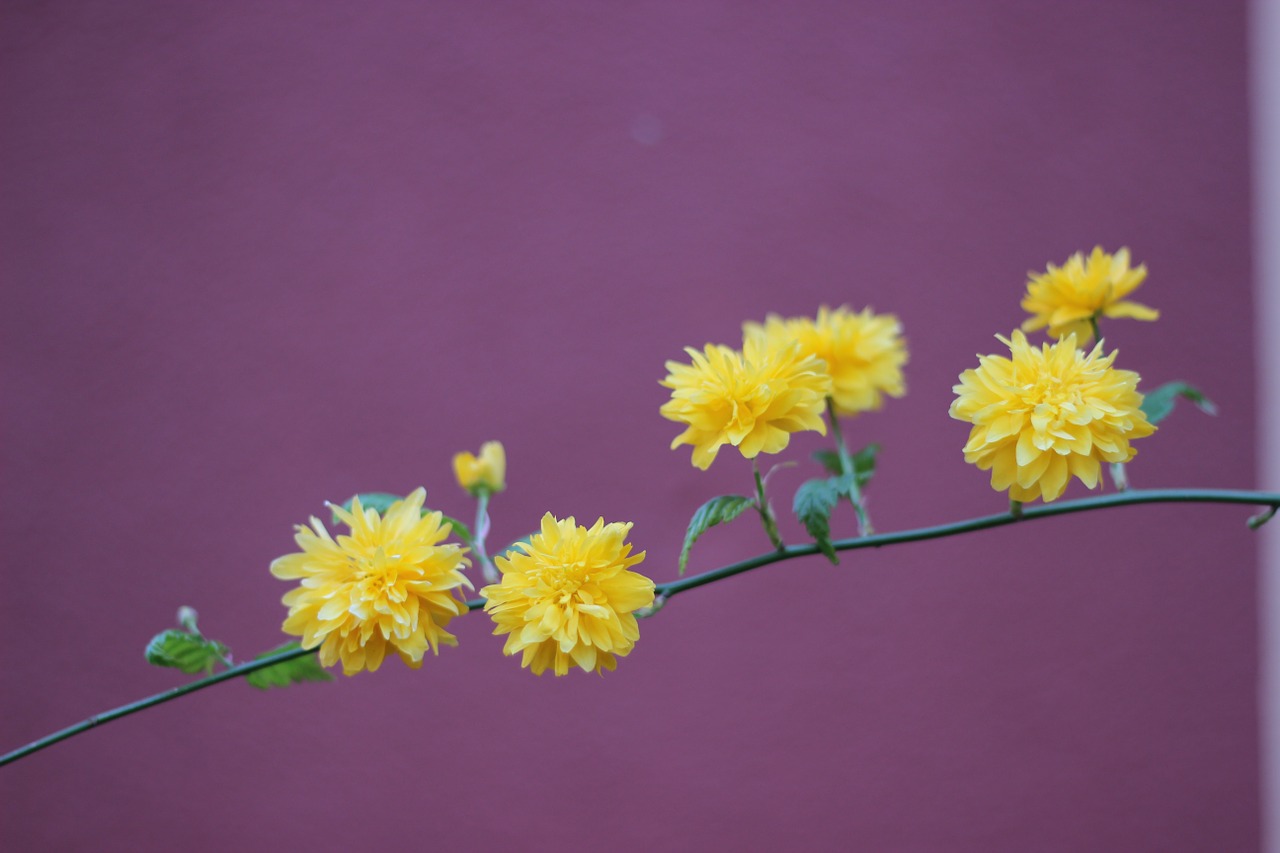 branch flowers garden free photo