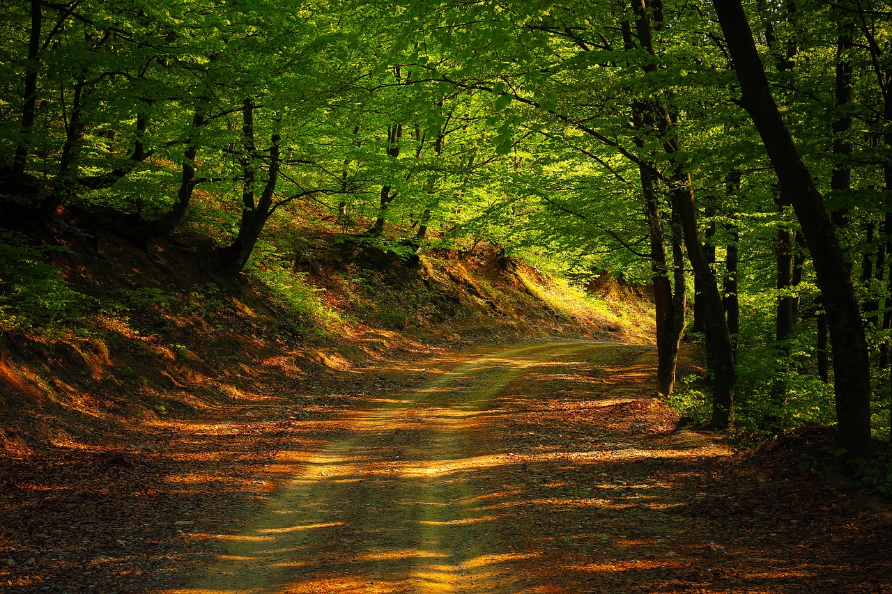 road forest nature free photo