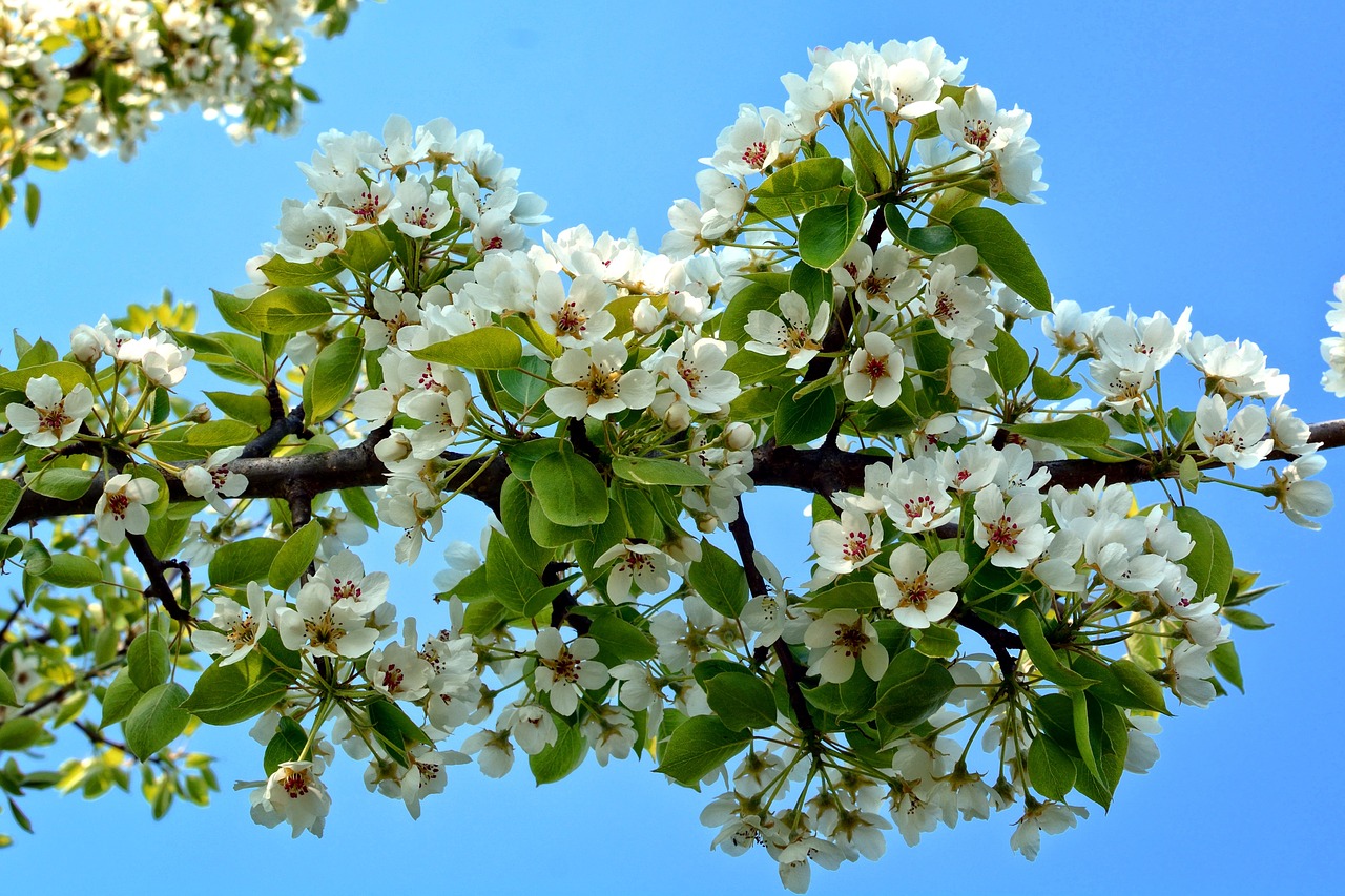 branch blossom bloom free photo