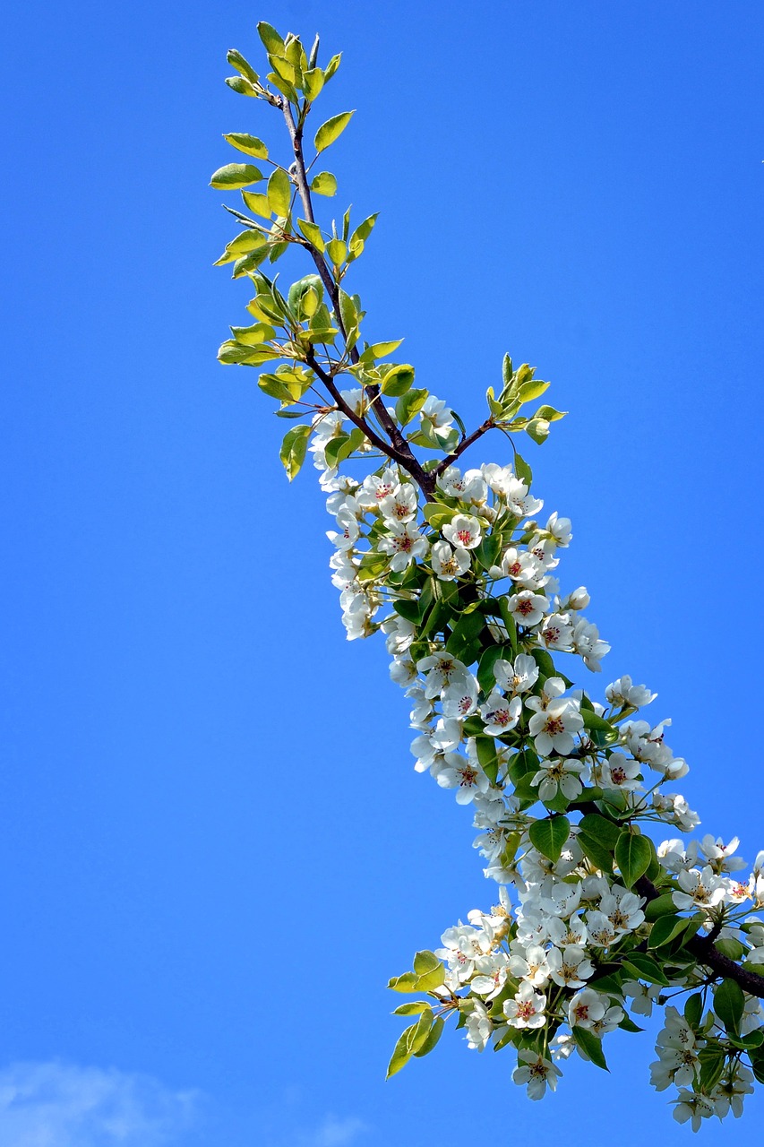 branch blossom bloom free photo