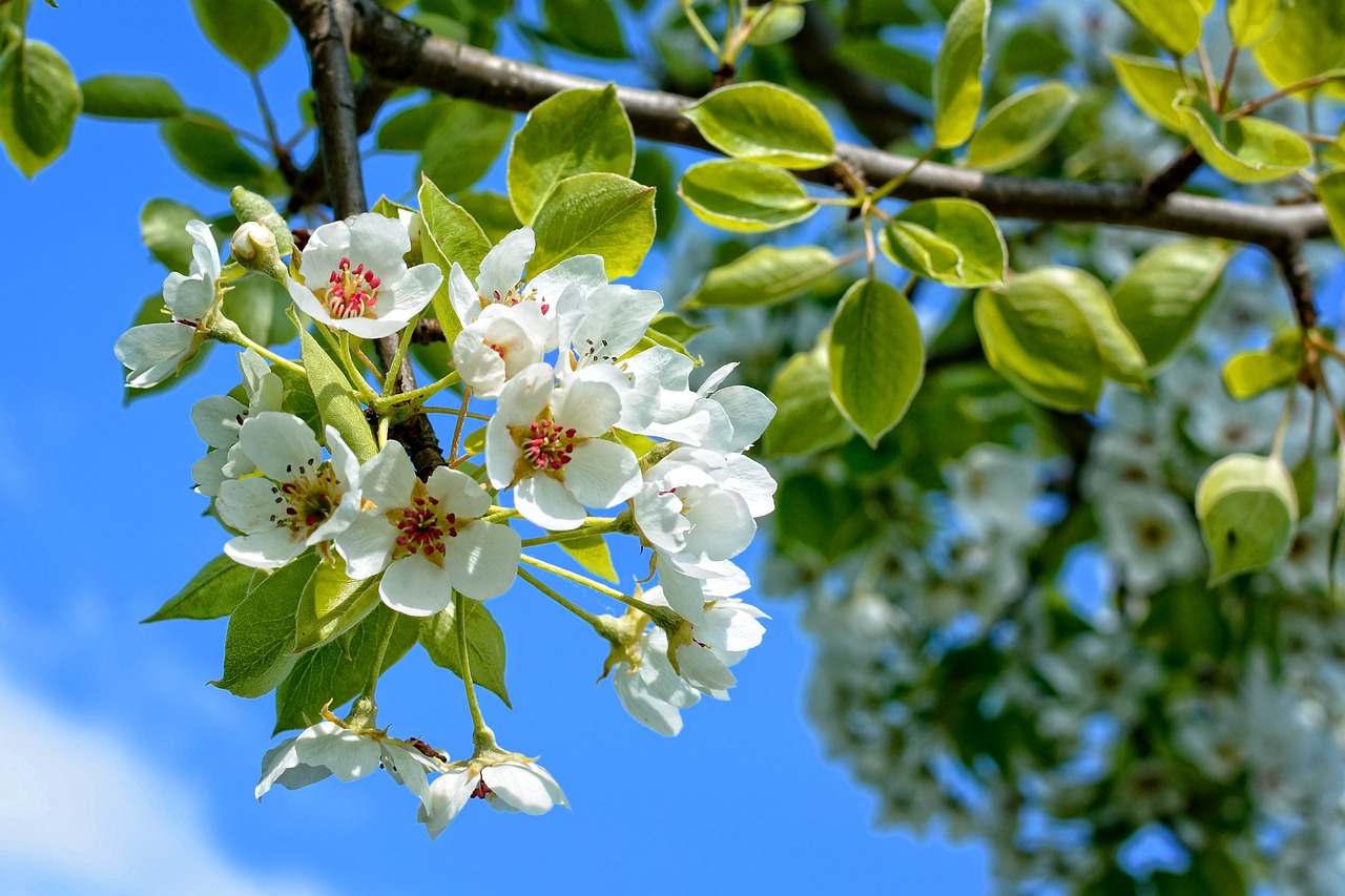 branch blossom bloom free photo