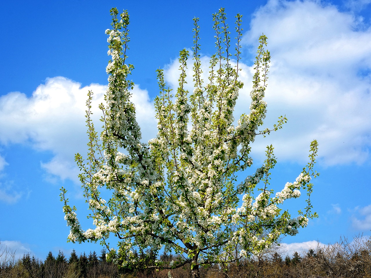 branch blossom bloom free photo