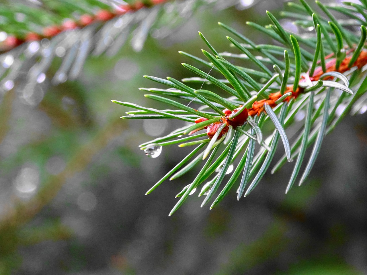 branch conifer drop of water free photo