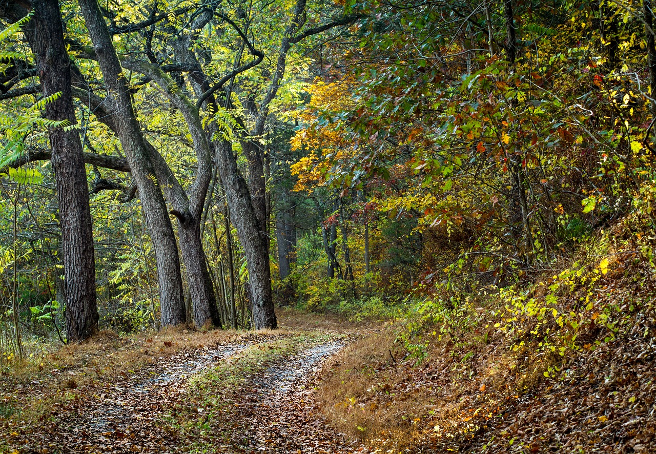 road path tree free photo