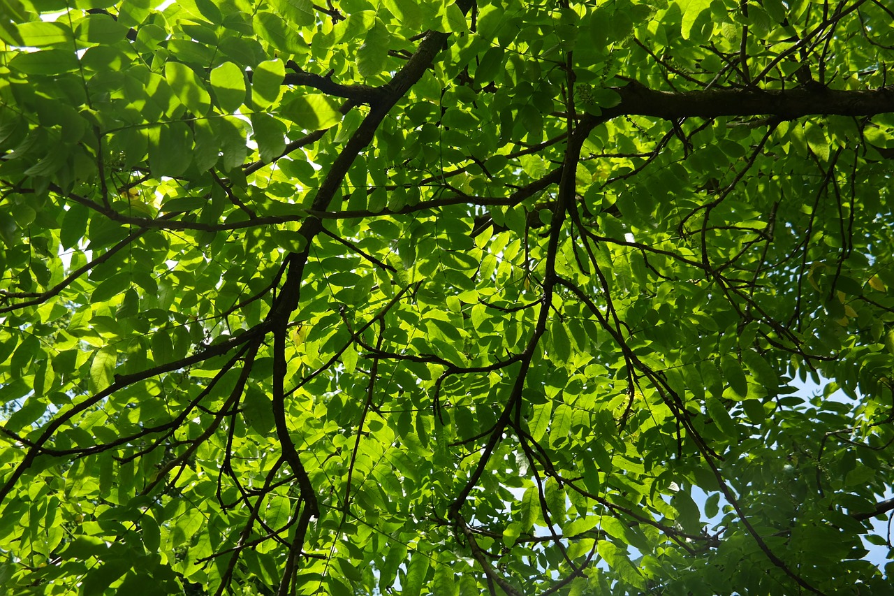 branch leaves green free photo