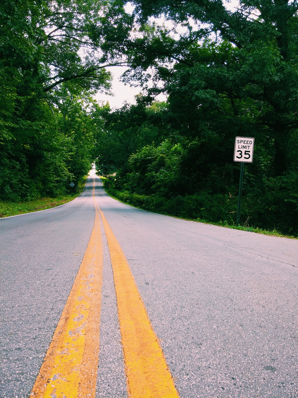 road trees forest free photo