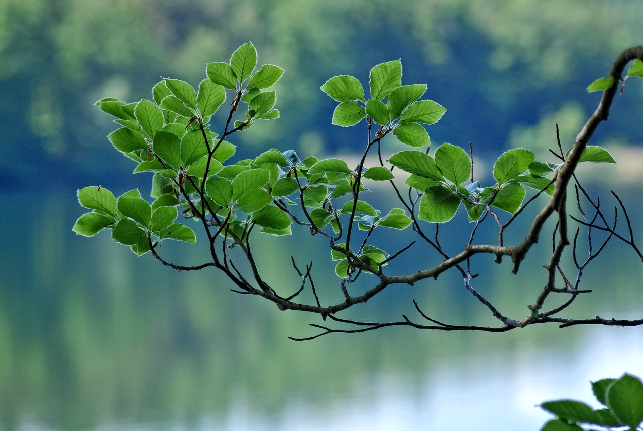 branch leaves spring free photo