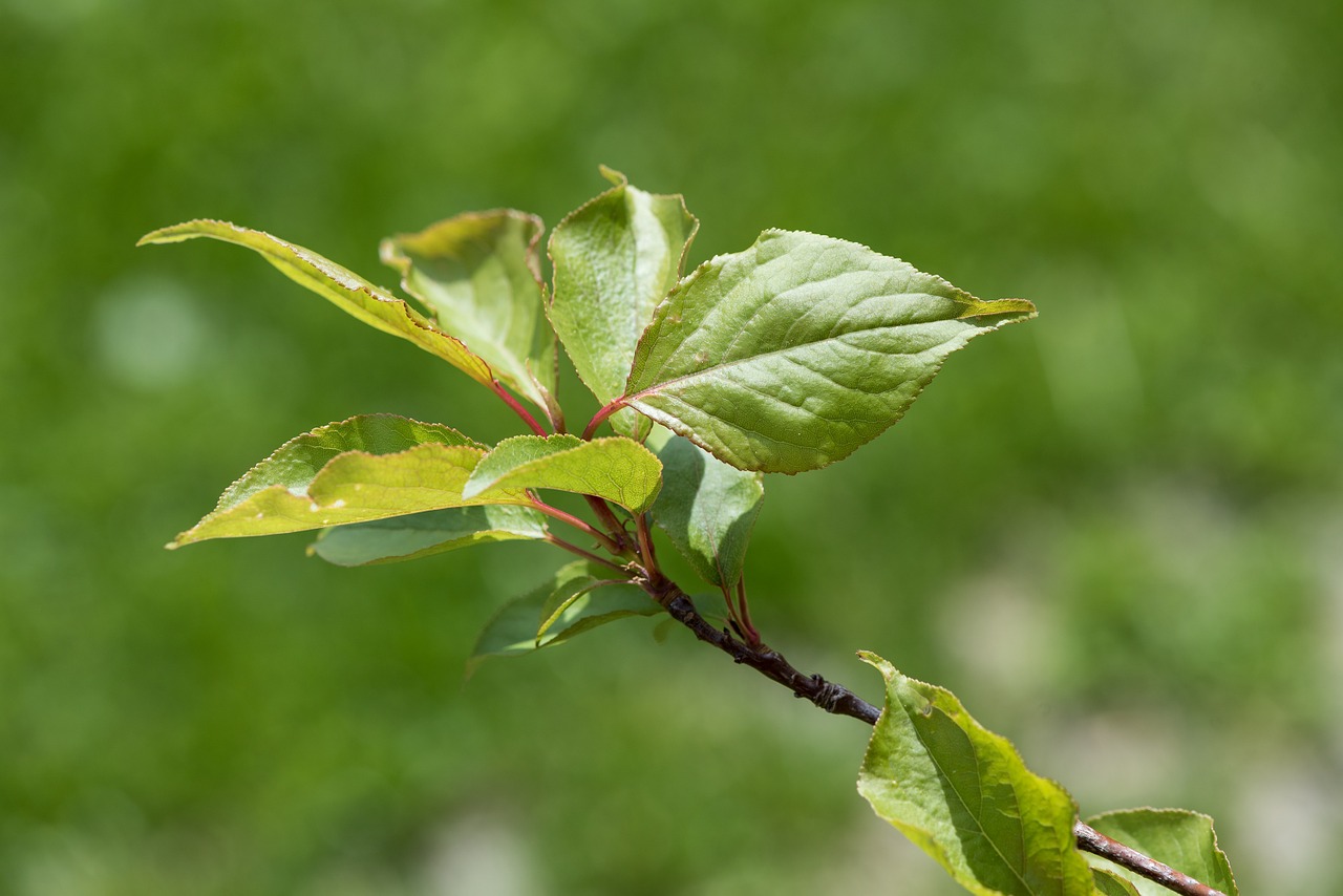 branch leaves branch leaves free photo