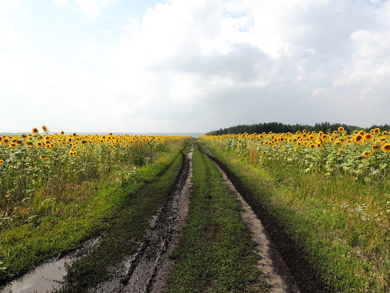 road after the rain sunflower free photo