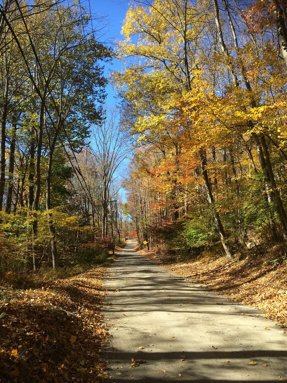 road forest autumn free photo