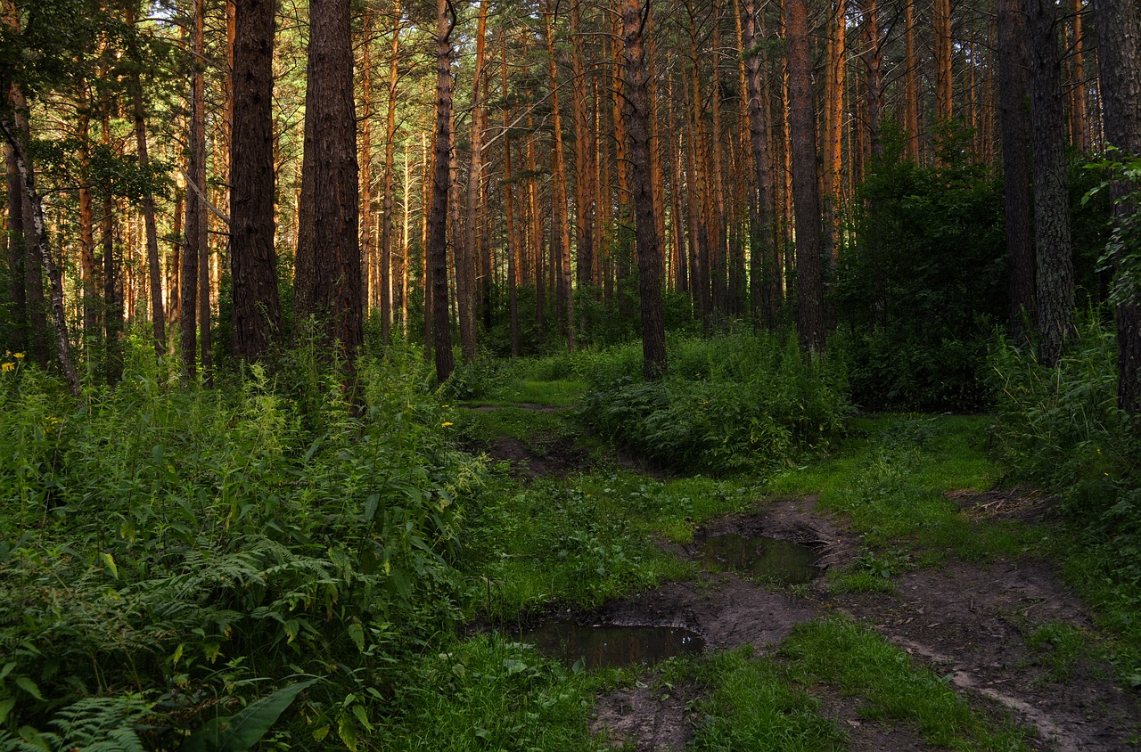 road forest summer free photo