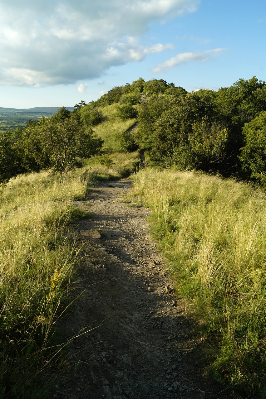 road path nature trail free photo