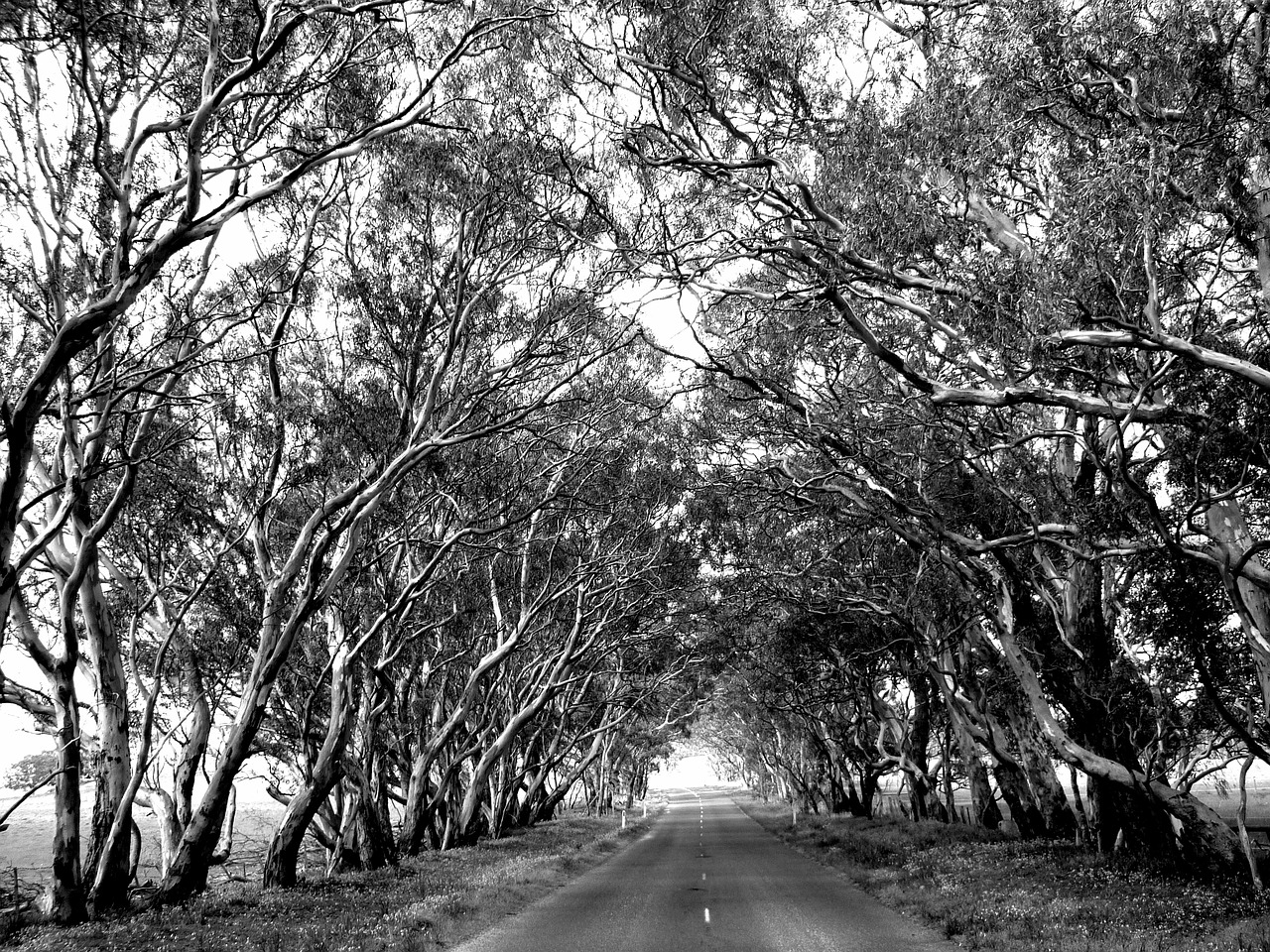 road trees nature free photo