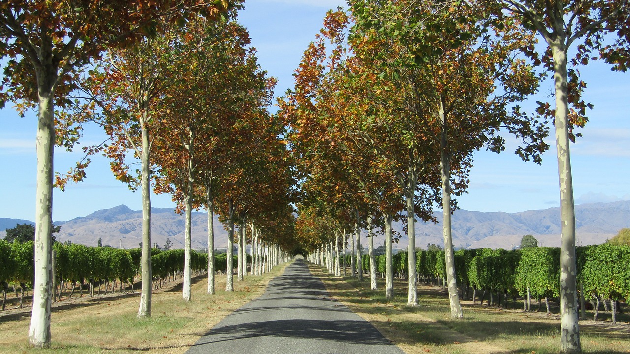 road trees mountains free photo