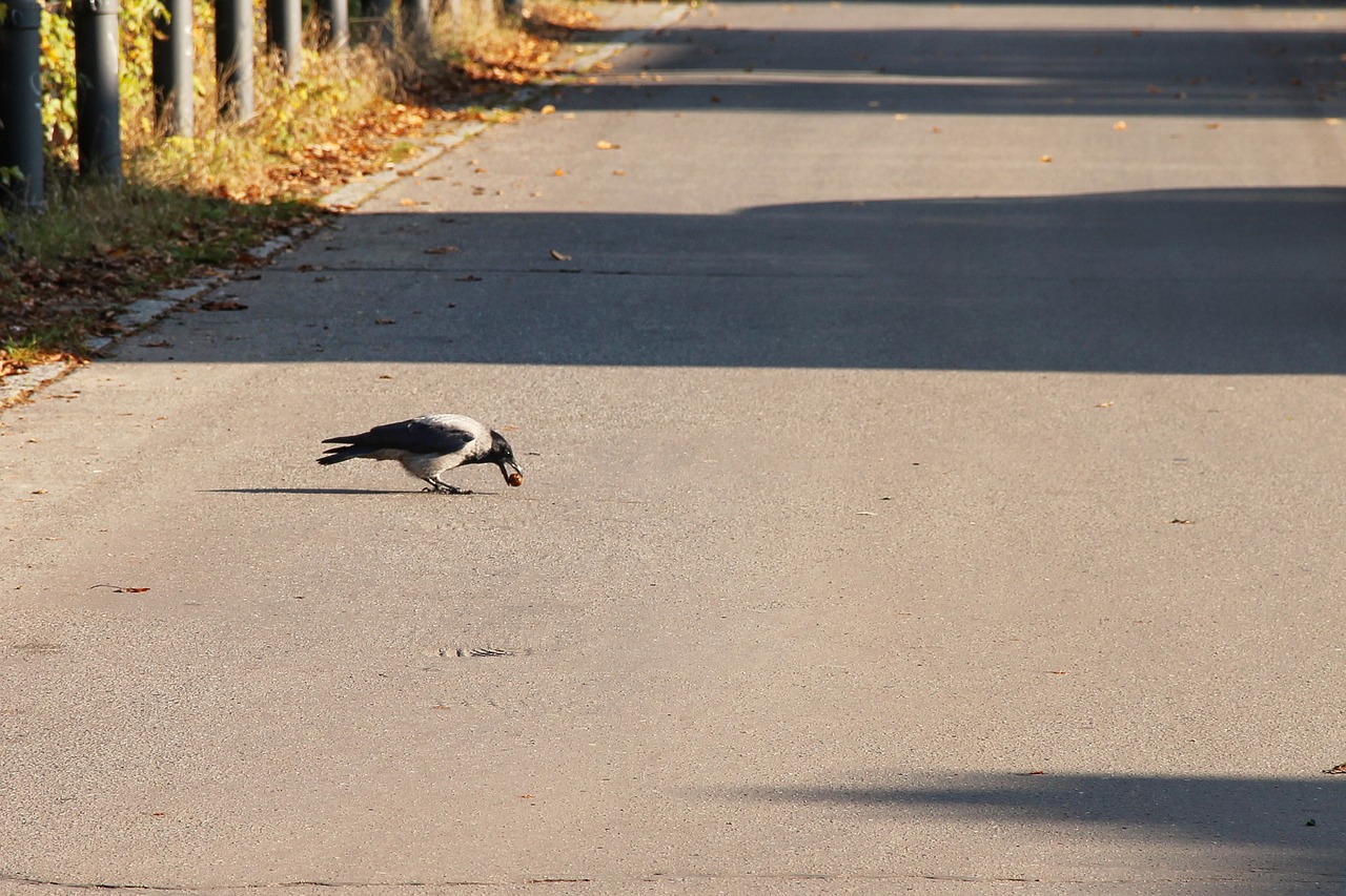 road crow nut free photo