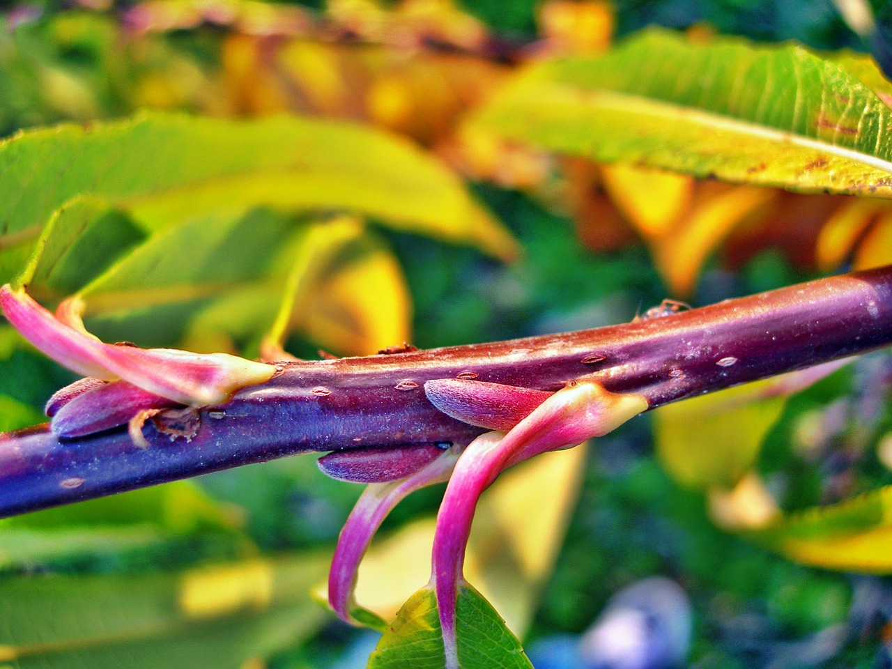 branch autumn tree free photo