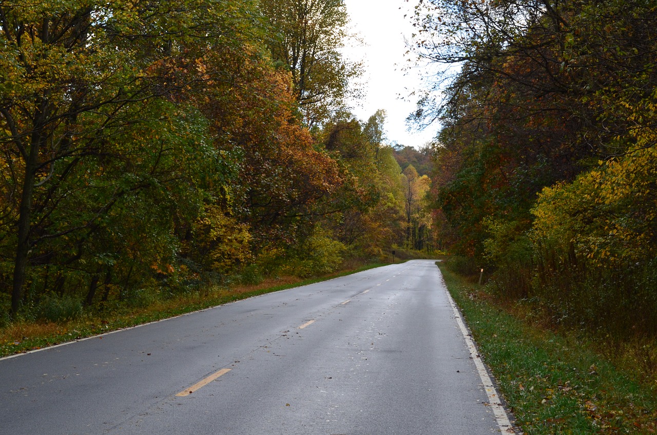 road trees nature free photo