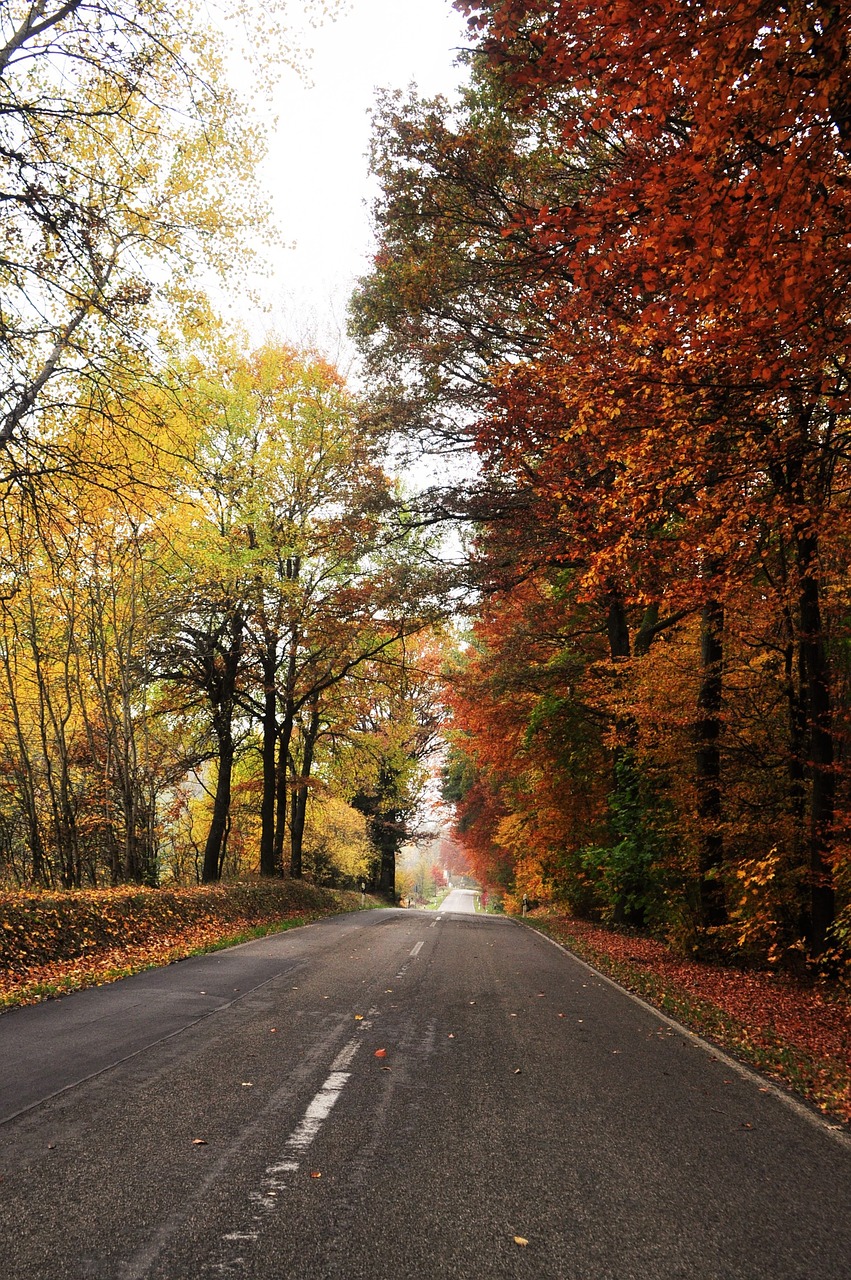 road autumn autumn landscape free photo