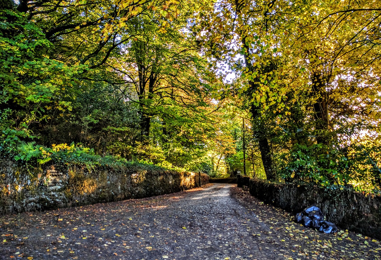 road trees autumn free photo